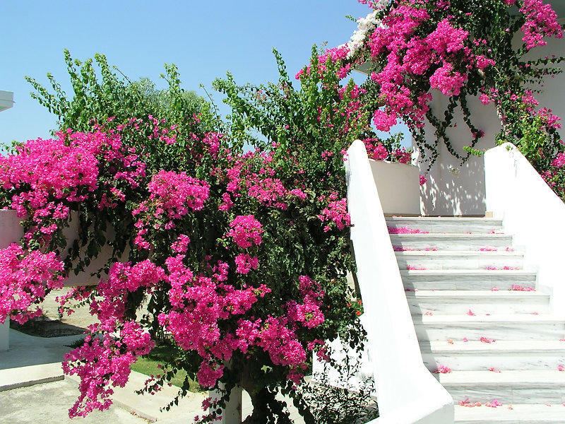 Stafilia Beach Hotel Lardos Exterior photo